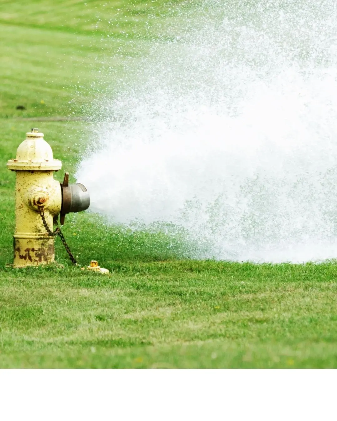 Yellow Fire Hydrant with spray of water coming out onto green grass
